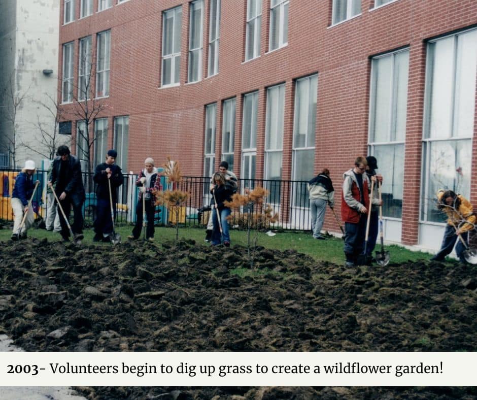 Volunteers begin to dig up grass to create a wildflower garden.